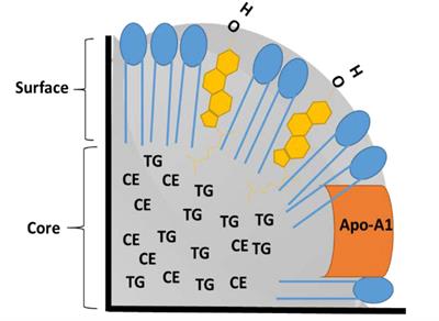 Reconstituted HDL: Drug Delivery Platform for Overcoming Biological Barriers to Cancer Therapy